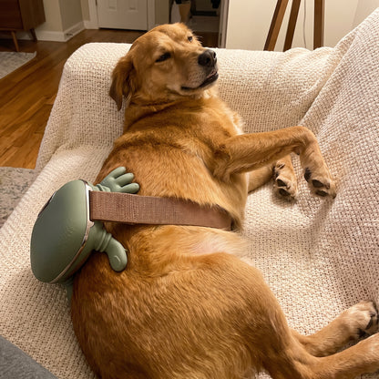 Masajeador Con Manos Para Perros